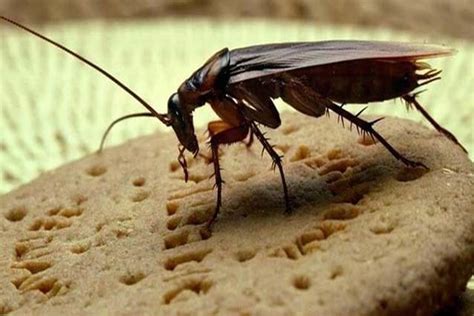 Karafatma Halı ve Koltuk Yıkama