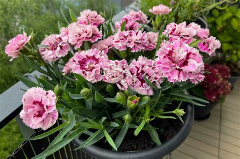 Karanfik Halı ve Koltuk Yıkama