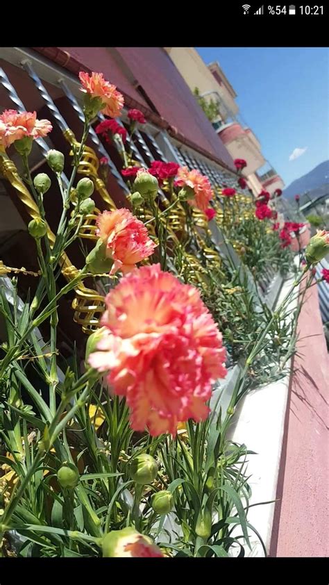 Karanfiller Halı ve Koltuk Yıkama