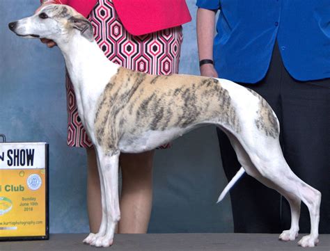 Karasar Halı ve Koltuk Yıkama