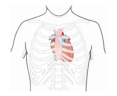 Kardiologie: Ionenkanäle sind Taktgeber für das Herz