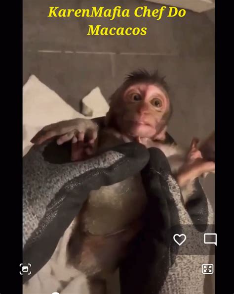Karenmafia monkey videos.  Hi KarenMafia here, Im a Chef do Macacos.  https://dis...