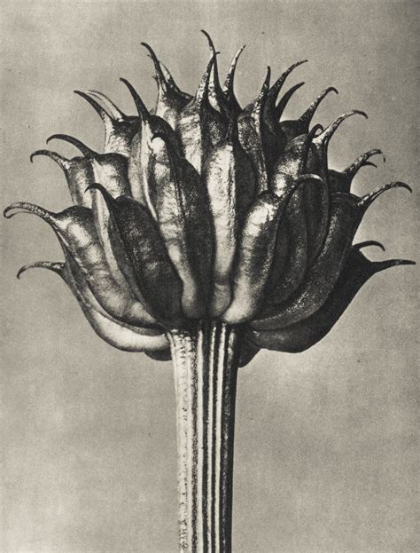 Karl Blossfeldt (1865 –1932) is best-known for his close-up photographs of plants published in 1929 as Urformen der Kunst. A photographer, sculptor, teacher and artist based in Berlin, Blossfeldt made a homemade camera that could magnifying the subject up to thirty times its size, revealing the natural structure of a plant – the repetitive patterns found in natural textures and forms..