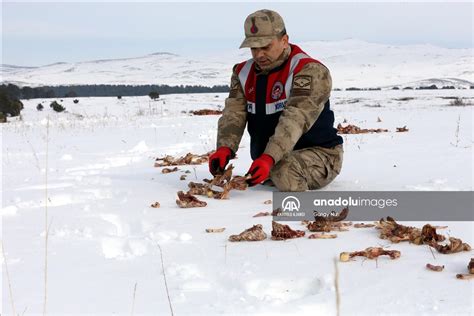 Kars'ta yaban hayvanları için karla kaplı doğaya yem bırakıldı - Son Dakika Haberleri