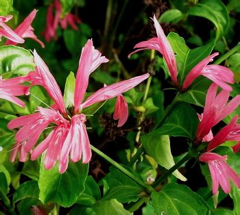 Kartuz Greenhouses: Justicia brasiliana