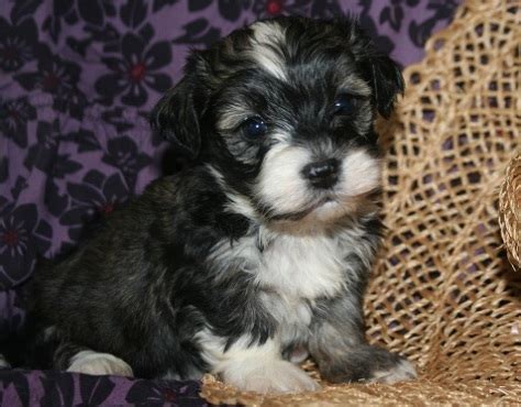 The answers are written with the Havanese in mind but are really applicable to any breed of dog one gets. Here is a list of the items we recommend for new puppy owners as well as helpful links to the items so you can see what they look like and purchase them if you decide to buy online.. 