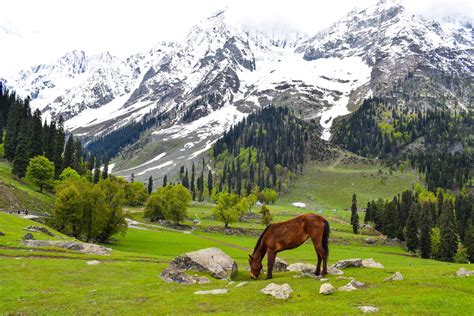 Kashmir Onlyfans Leak