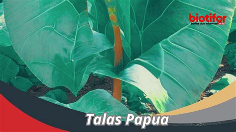 💦 Kasia Talas Leaked [PPV] 161 Pics