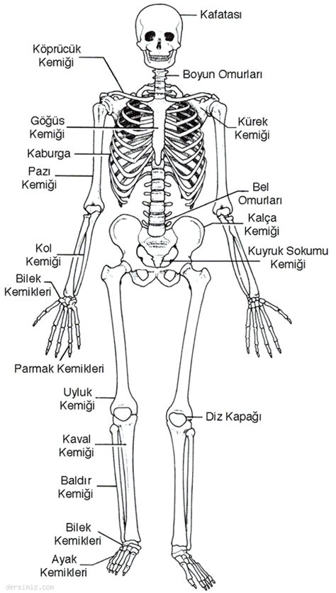 Kaslar sayesinde canlılarda iskeletin dikliği ve organizmanın şekil alması sağlanır.
