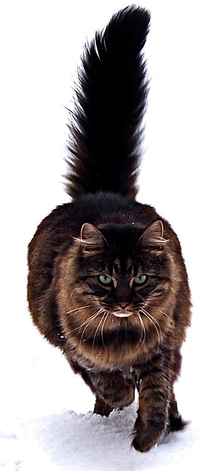 Kass – Vikipeedia