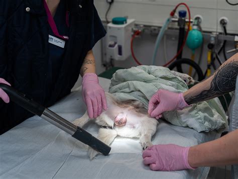 Kastrering hanhund effekt