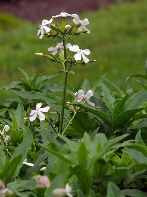 Kasviesittely: Suopayrtti (Saponaria) muistojen kasvit