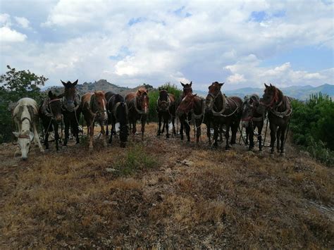 codini.rgarabwor.edu.pl. 