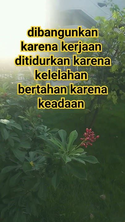 Kata kata hongkong hari ini. New member.