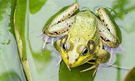 Katak Berkembang Biak dengan Cara Apa? Ini Jawabannya