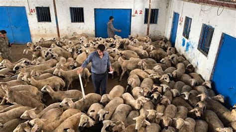 Katara koyun ihracatı