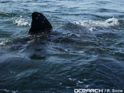 Katharine the great white shark tops 10,000 miles - USA Today