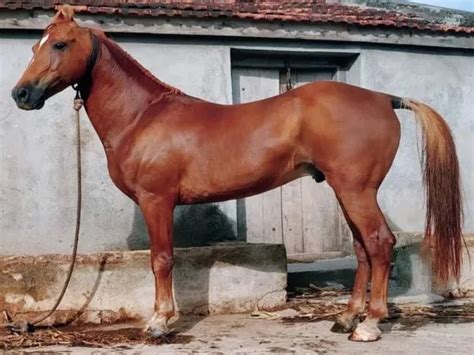 Kathiawari horse price. .  ...