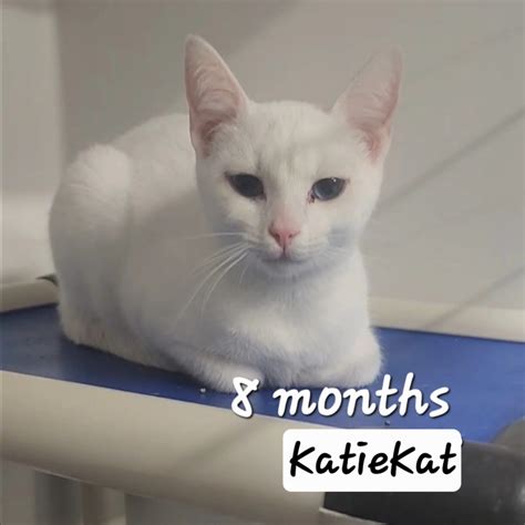 Katiekat Leaked (SEX) 💦 106 Photos
