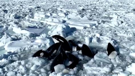 Katil balinalar sürüklenen buzda sıkışıp kaldı - Son Dakika Haberleri