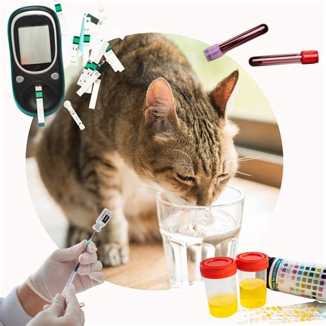 Katt diabetes