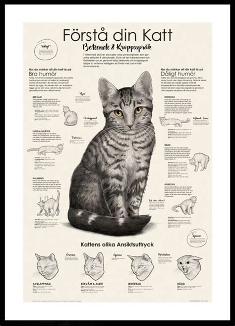 Kattens ålder beteende