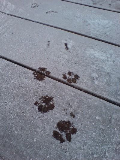 Kattspr&aring;k: Hur s&auml;ger katter, jag &auml;lskar dig? Och hur visar du