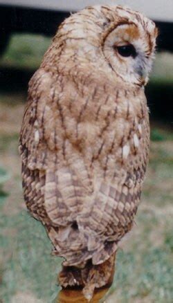 Kattuggla – Wikipedia