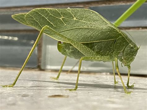 🍌 Katydid Onlyfans Leaked PORN 245 Pics