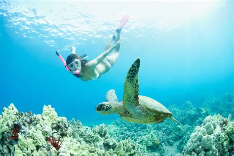 Kauai snorkeling hawaii. You’ve heard of frozen iguanas falling out of trees in Florida. But are you ready to discover something even stranger in the wild world of reptiles? The snorkeling alligators of Ok... 