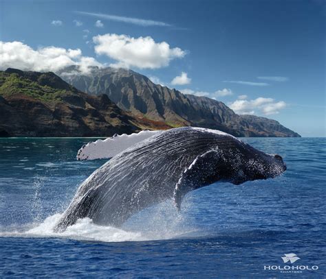 Kauai whale watching. Hawaiian Humpback whales, make the journey each year traveling from Alaska to the warm waters of Kauai Hawaii.The whales travel across the oceans and make the Hawaiian waters their winter residence.Whale Watching here on the Garden Island of Kauai is absolutely spectacular.Not only does Kauai sponsor great deep sea fishing, but every … 