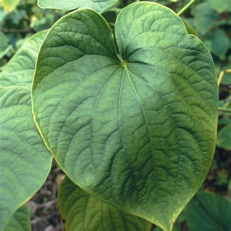 Kava psychonaut.  &ldquo;The root is emulsified to make an intoxicatin...