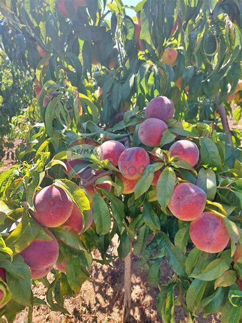 Kavaklipinar Halı ve Koltuk Yıkama