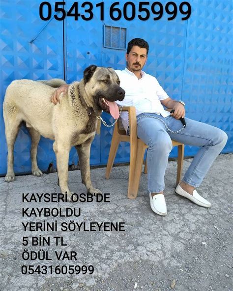 Kayıp İlan Ver. 