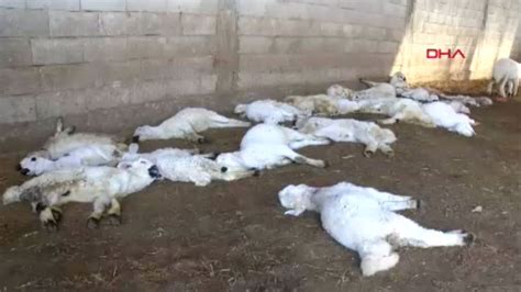 Kayseri'de sokak köpeklerinin kulakları kesildi!.