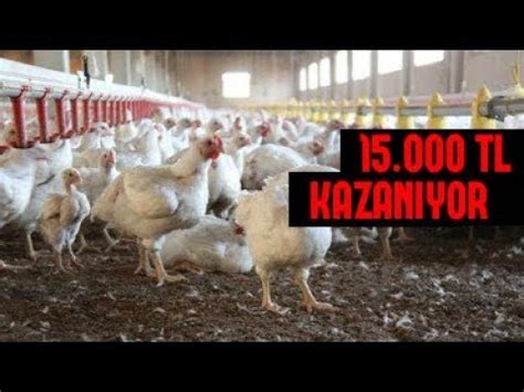 Kazan tavuk çiftliği