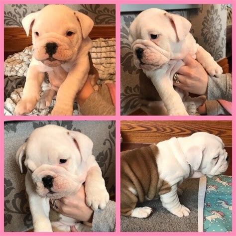Kc Registered English Bulldog Puppies For Sale