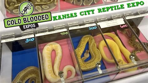Wed, Mar 27 • 11:00 AM. Kansas City. Free. JobFairX. Eventbrite - Cold Blooded Expos presents Kansas City Reptile Show - Sunday, May 7, 2023 at DoubleTree by Hilton Hotel Kansas City - Overland Park, Overland Park, KS. Find event and ticket information..