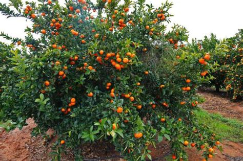 Kde pocházejí mandarinky?