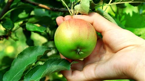 Kdy pěstujete jablka se zelenou slupkou?