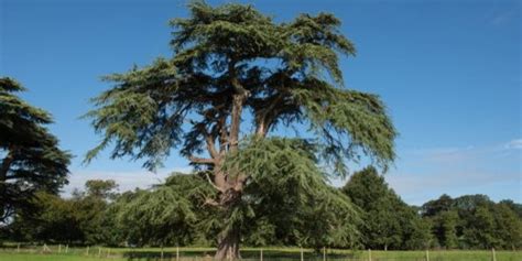 Kedar drvo. .  <a href=https://www.info.dev-nanuk.com/.well-known/pki-validation/mpf6s/zf-comm...