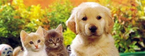 Kedi ile köpek resimleri