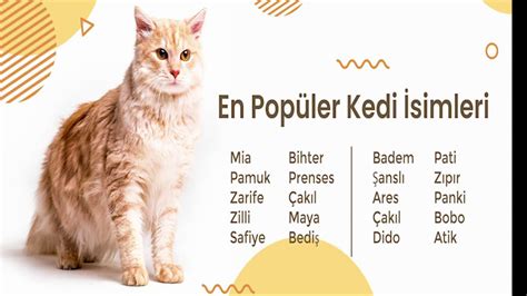 Kedi isimleri