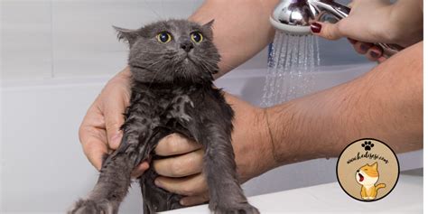 Kedi kumu yıkanır mı