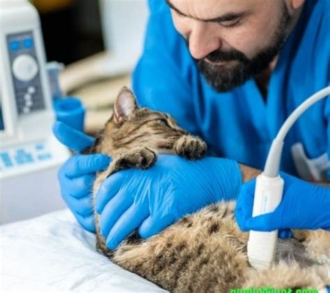 Kedi ultrason fiyatları