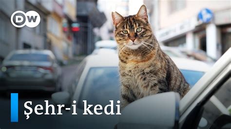 veodersti.rgarabwor.edu.pl. 