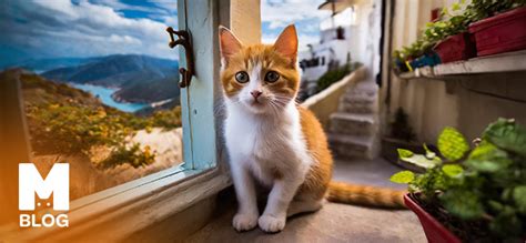 Kediler evlerini bulabilir mi.