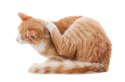 Kedilerde Parazit Mama Plus Blog. 