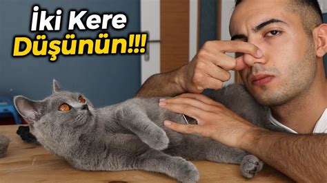 Kedim elimi ısırıyor, kedim ayağımı ısırıyor ne yapmalıyım konusu kedi.