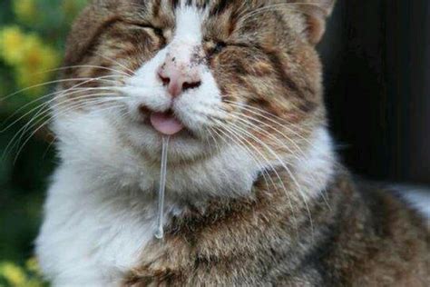Kedinin ağzından su akması